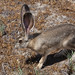 George Hare Photo 8
