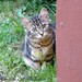 Carole Webster Photo 27