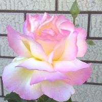 Joe Trinh Photo 3