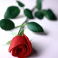Anita Ross Photo 44