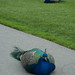 Kathryn Peacock Photo 20
