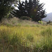 Melissa Grass Photo 17