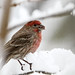 Bruce Finch Photo 12