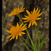 Cynthia Flowers Photo 10