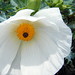 Kala White Photo 22
