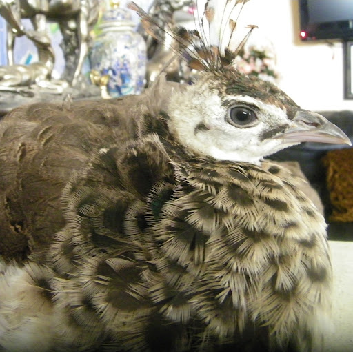 Anne Dove Photo 8