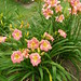 Debbie Dittmer Photo 12