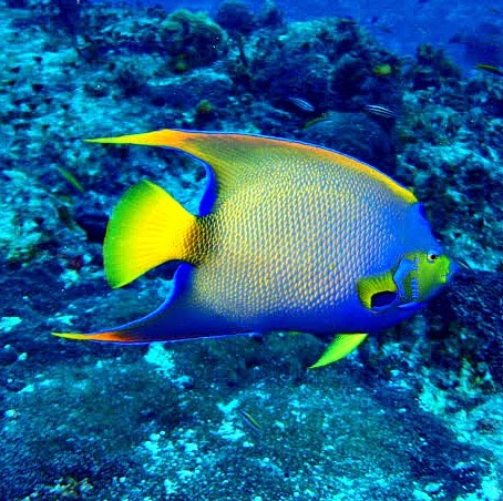 David Falgout Photo 22