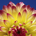 Dawn Harris Photo 11