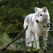 Brian Wolf Photo 8