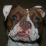 Robert Bartley Photo 17