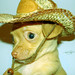 Leon Short Photo 5