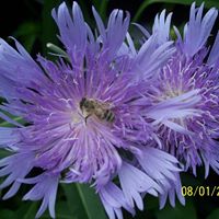 Rhonda Sparks Photo 24