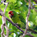 Judy Parrot Photo 3