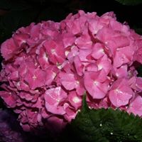 Brenda Stuart Photo 29