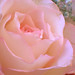 Helen Rose Photo 21