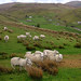 Harry Lamb Photo 22