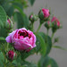 Charles Rose Photo 15