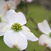 Flora Jennings Photo 7