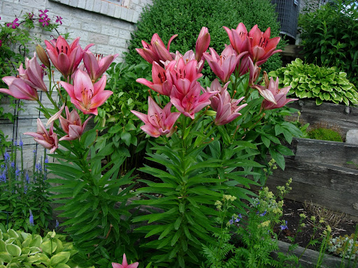 Susan Sadler Photo 15