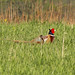 Susan Ramey Photo 18