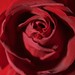 Rose Pacheco Photo 20