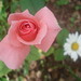 Margarida Rosa Photo 12