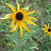 Susan Nichols Photo 10