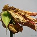 Susan Blow Photo 16