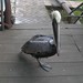 Pauline Peck Photo 5