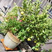 Steve Lemons Photo 26
