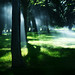 Regina Forest Photo 1