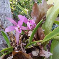 Ann Scanlan Photo 27