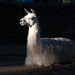 Ruben Llamas Photo 29