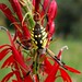 Virginia Meadows Photo 11