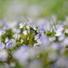 Veronica Small Photo 9