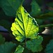 Deborah Vines Photo 16