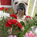 Danny Simons Photo 17