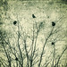 Virginia Earnest Photo 13
