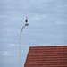 Bert Roof Photo 6