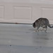 Sandy Wright Photo 8