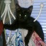 Susan Crabtree Photo 24