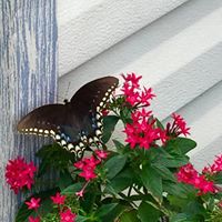 Linda Shea Photo 26