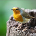 Robin Stump Photo 27