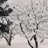 Carol Simms Photo 7