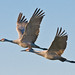 Brian Crane Photo 34