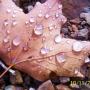 Teri Erickson Photo 14