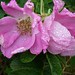 Rose Townsend Photo 7