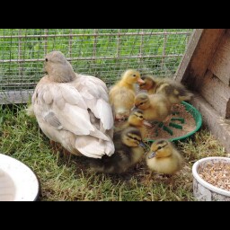 Sue Webb Photo 9