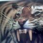 Sue Line Photo 18
